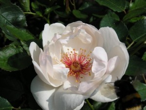 JACQUELINE DU PRE (floribunda)
